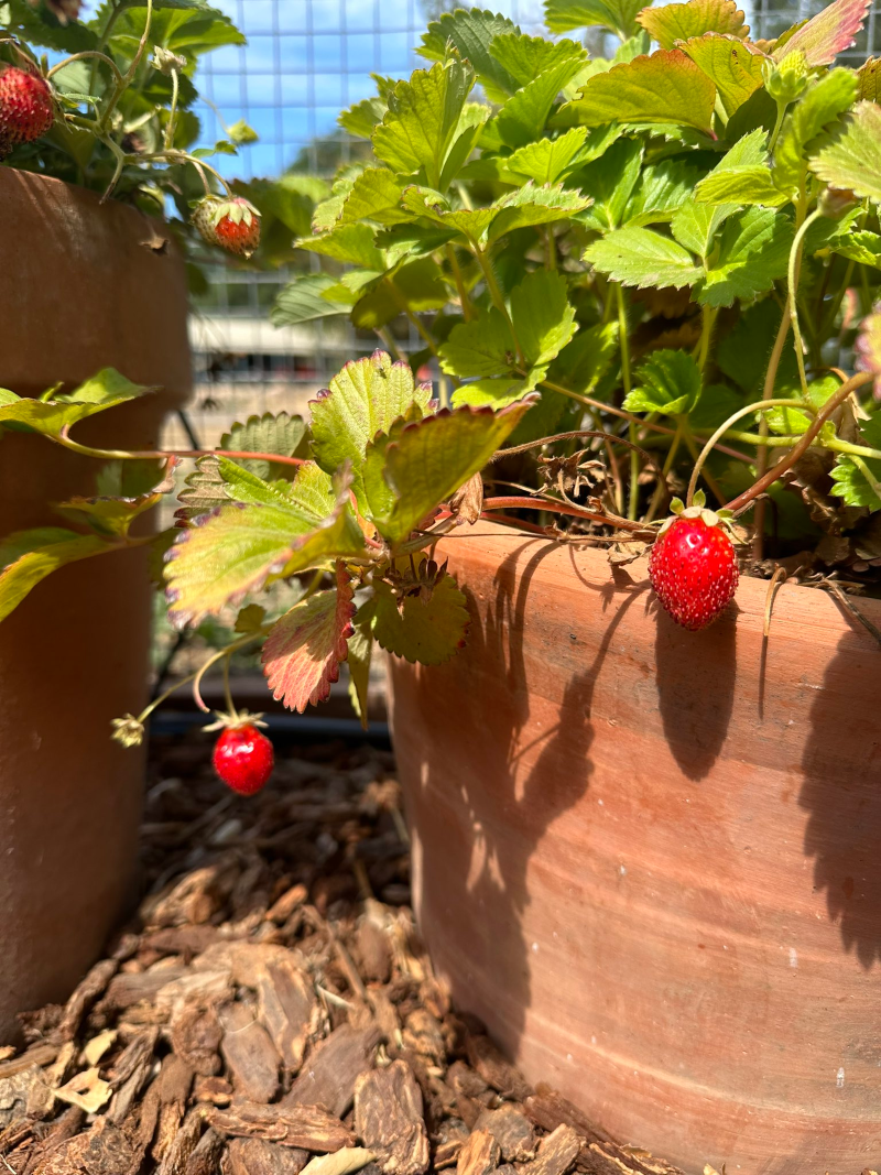 Strawberries in a pot in the garden.